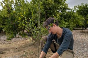 plantation d'un arbre