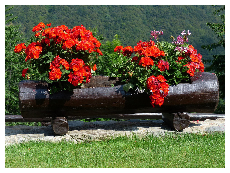 pelargonium