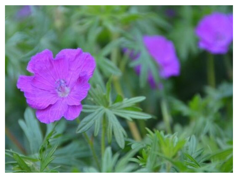 geranium