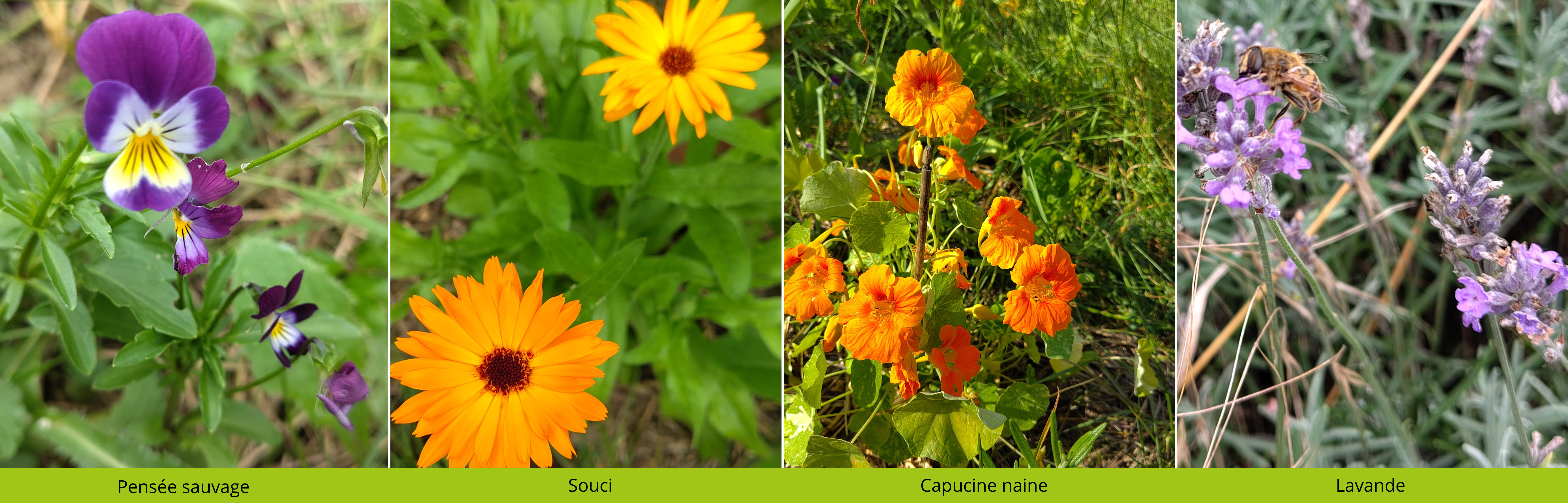 Fleurs d'été