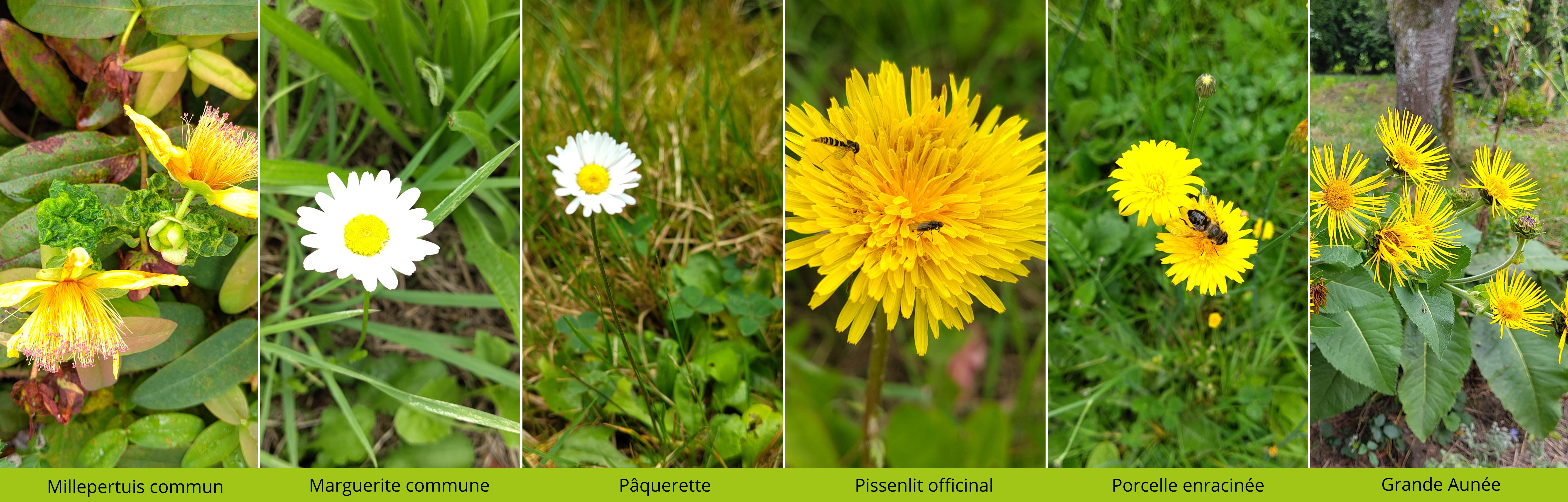 Fleurs d'été