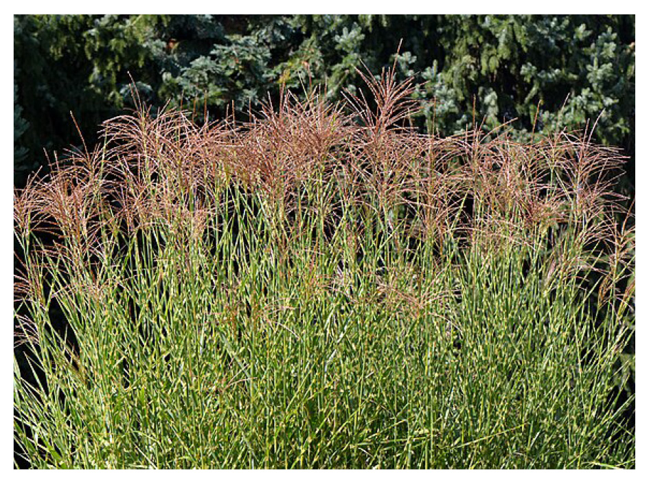 miscanthus