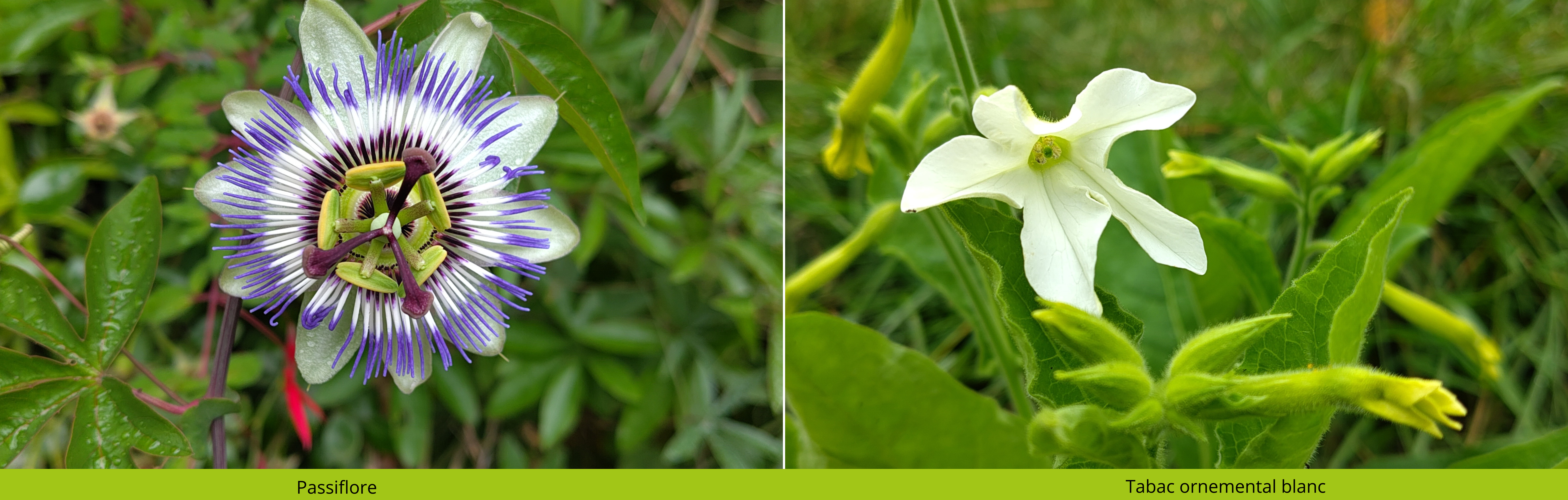 Fleurs d'été