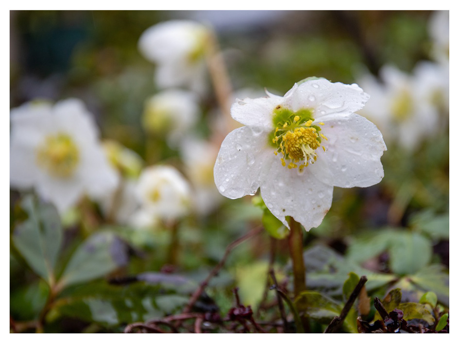 hellebore