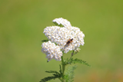 Achillea-millefolium