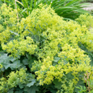 Alchemilla-mollis