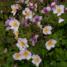 Anemone-hybrida-Hadspen-Abundance