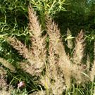 Calamagrostis-brachytricha 