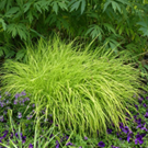 Carex elata ‘Aurea’ 