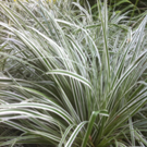 Carex oshimensis ‘Everest’ 