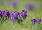 Crocus-tommasinianus 