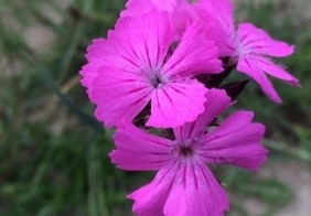 Dianthus-carthusianorum 