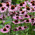 Echinacea-purpurea