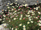 Erigeron-karvinskianus