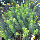 Euphorbia-characias-Humpty-Dumpty