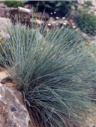 Festuca-glauca-Elijah-Blue