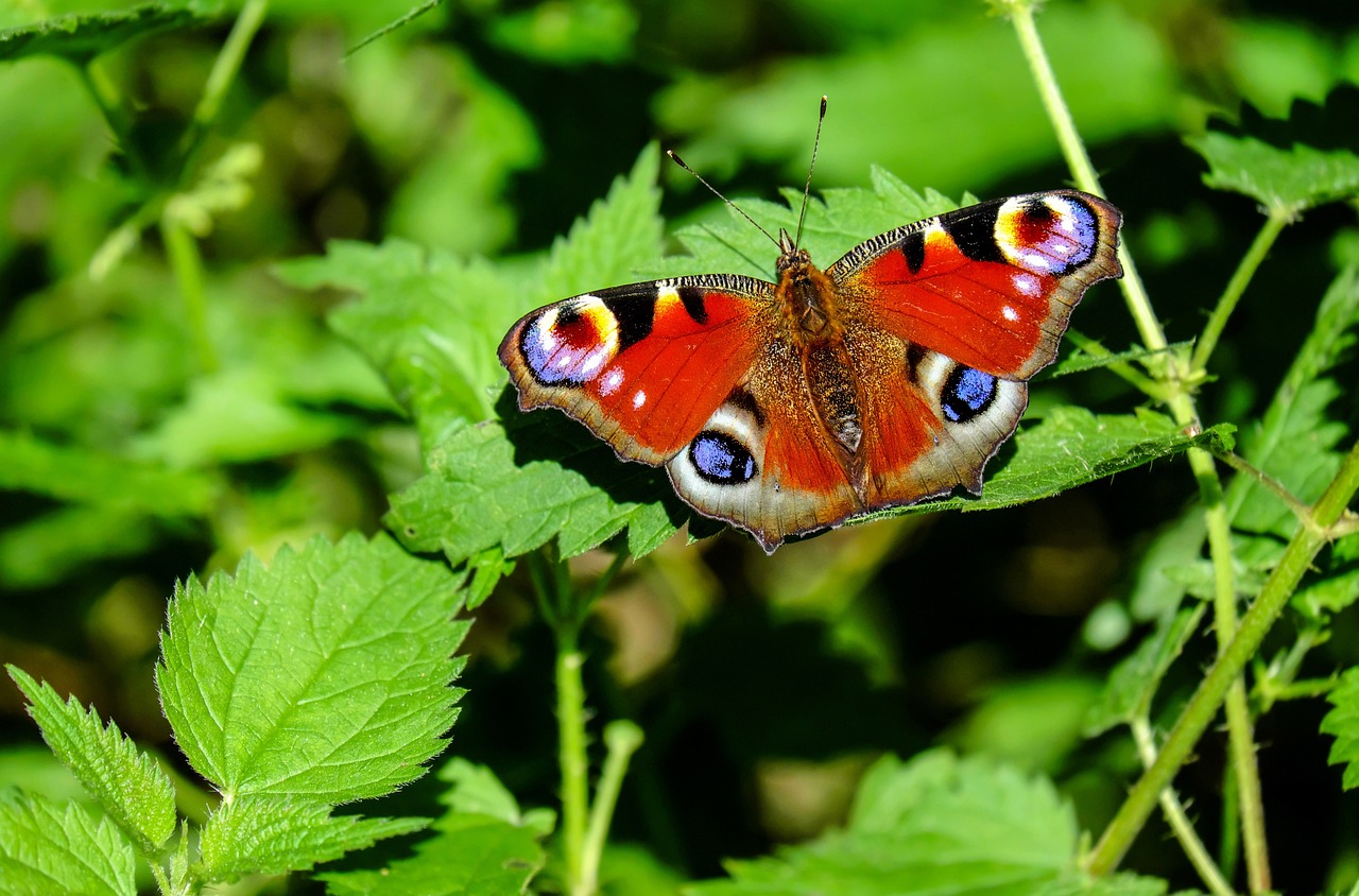 Papillon-paon-du-jour