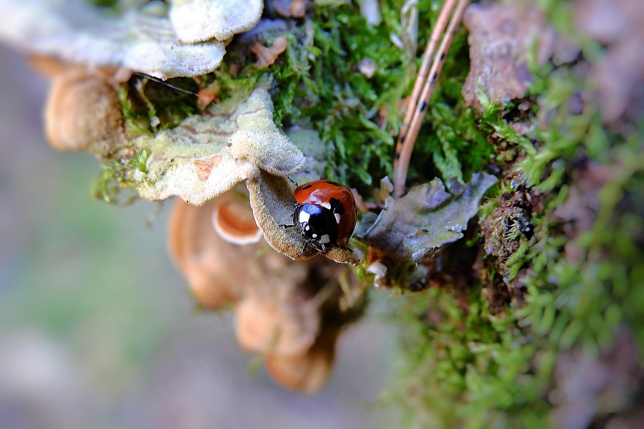 coccinelle