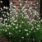 Gaura-lindheiri