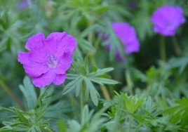 Geranium-sanguineum