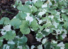 Glechoma-hederacea-Variegata