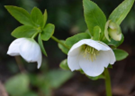 Helleborus- orientalis