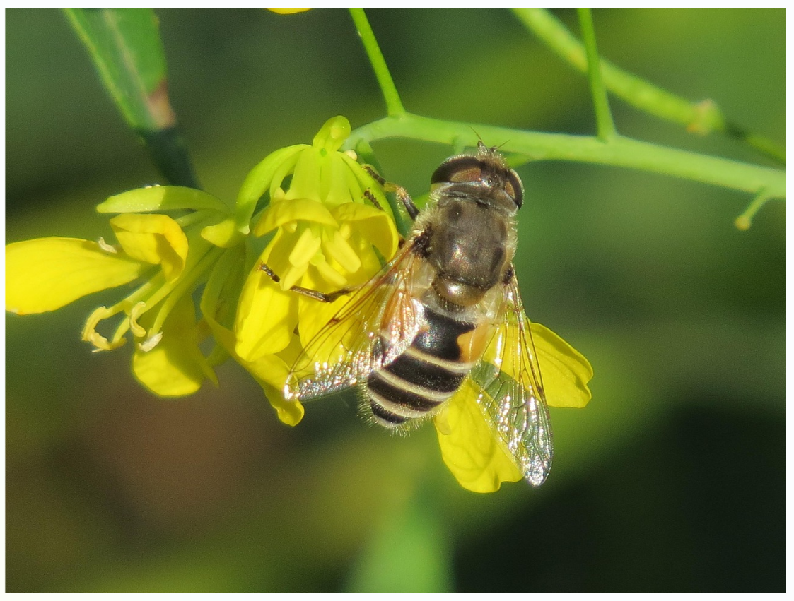 Eristalis tenax