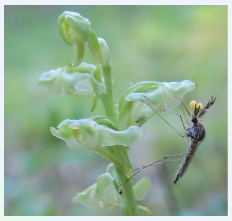 Aedes_Orchids