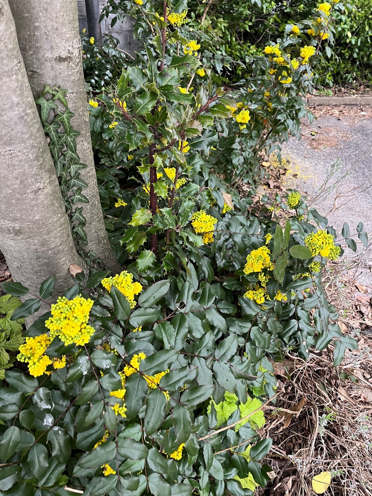 Mahonia