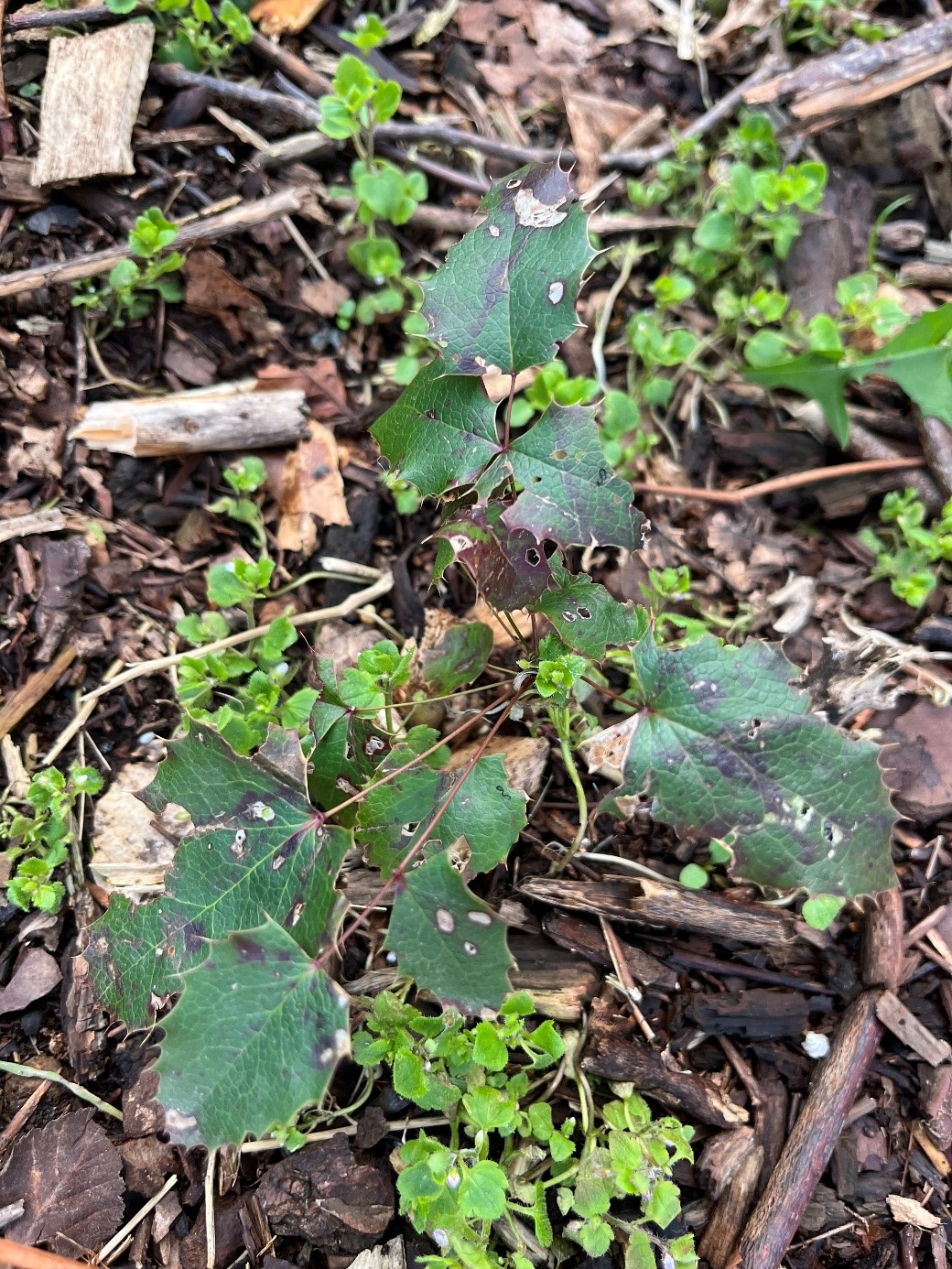 Mahonia