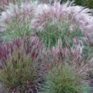 miscanthus-sinensis-cute-one