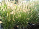 Pennisetum-alopecuroides-Hameln