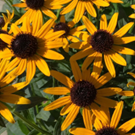 Rudbeckia-fulgida-sullivantii-Little-Goldstar