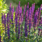 Salvia-nemorosa-Caradonna