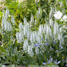 Salvia-nemorosa-Schneehügel