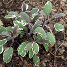 Salvia-officinalis-Tricolor