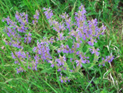 Salvia-pratensis