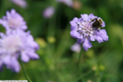 Scabiosa-colombaria