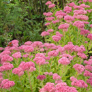  Sedum-spectabile-Brilliant