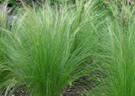 Stipa-tenuifolia