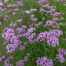 Verbena-bonariensis