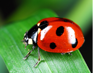 coccinelle