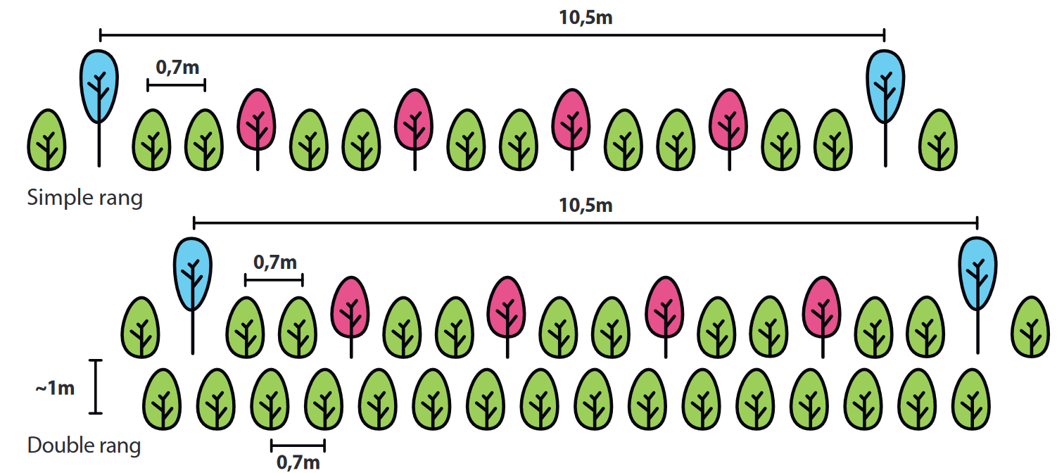 haie-diversifiée-schema-de-plantation-2