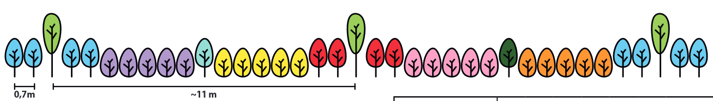 haie-diversifiée-schema-de-plantation-3