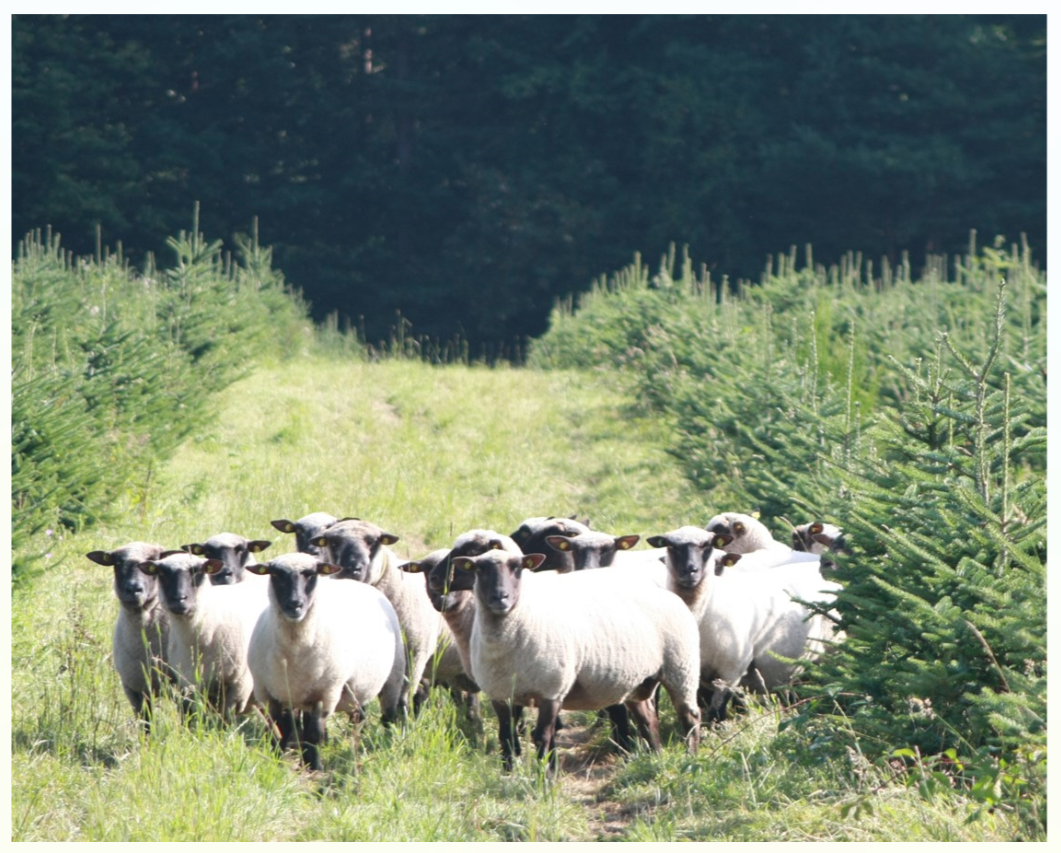 Ecopaturage_sapinière