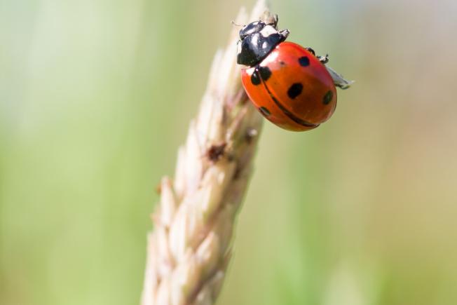 coccinelles