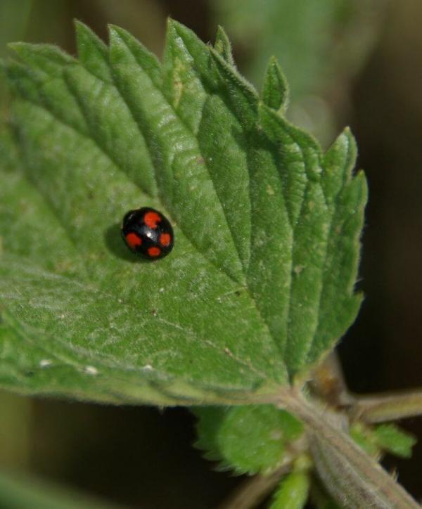 Les orties, utiles au jardin et aux insectes