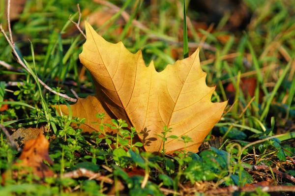 Feuilles mortes