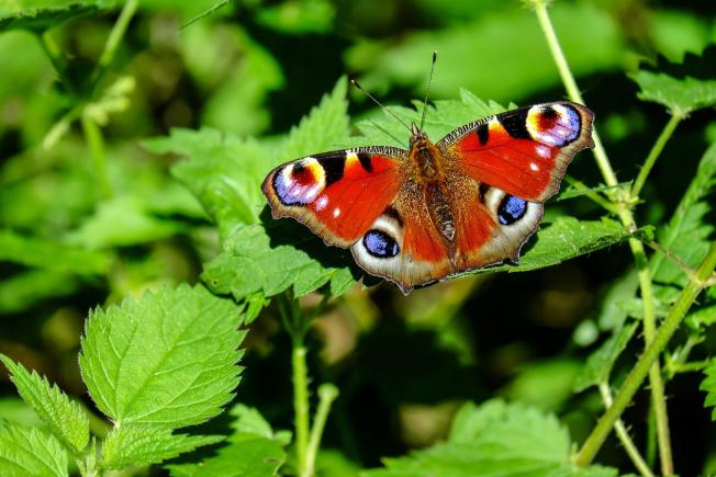 Coccinelles et Papillons lever des insectes dans sa classe Adalia